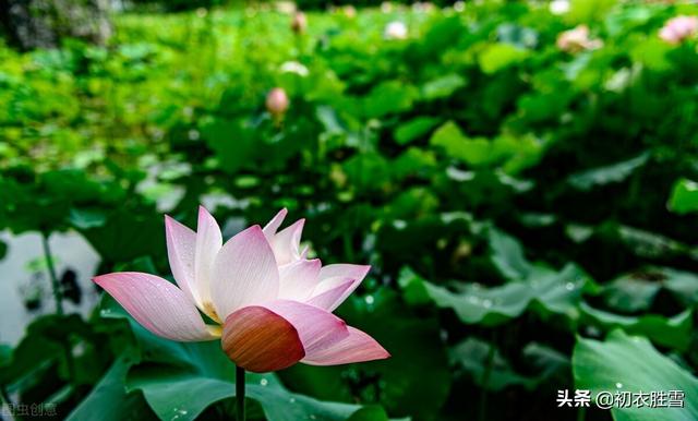 雨露荷花七首，杜甫写得清艳，李商隐写得忧伤，杨万里写得俏皮