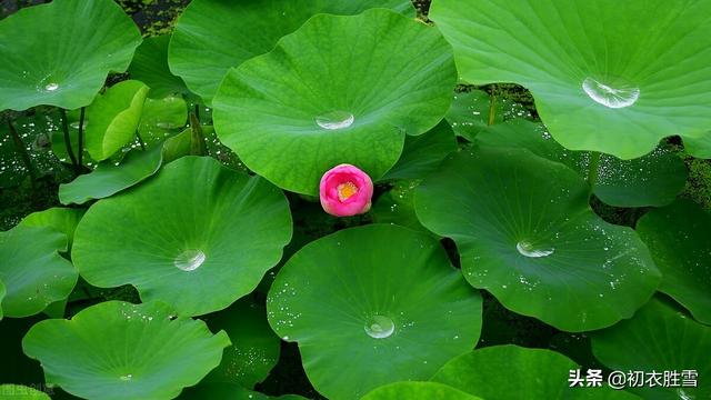 雨露荷花七首，杜甫写得清艳，李商隐写得忧伤，杨万里写得俏皮