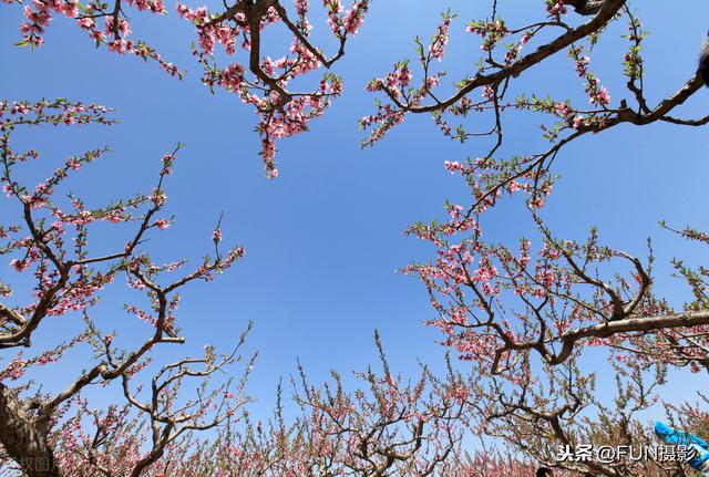 用这7个摄影技巧拍桃花，张张都能拍出国风古韵