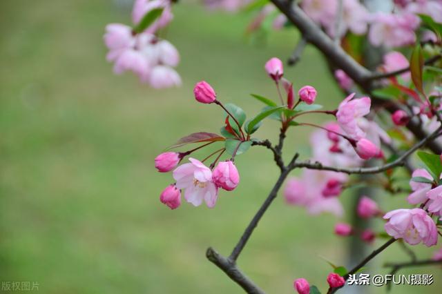 用这7个摄影技巧拍桃花，张张都能拍出国风古韵