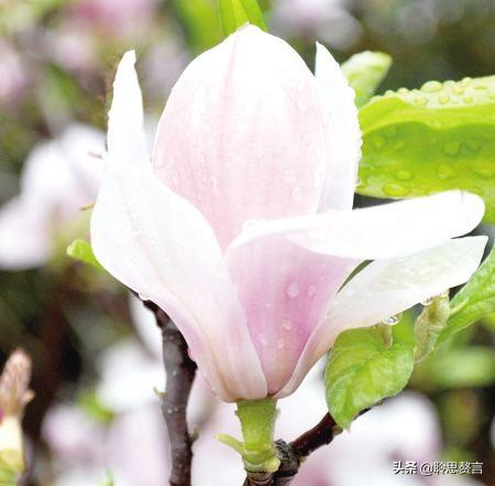 玉兰花诗词精选一十七首 微风吹送玉兰香，兴味由来静处长