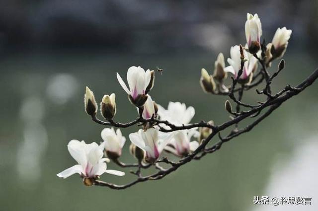 玉兰花诗词精选一十七首 微风吹送玉兰香，兴味由来静处长