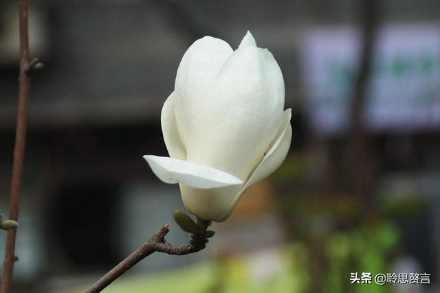 玉兰花诗词精选一十七首 微风吹送玉兰香，兴味由来静处长