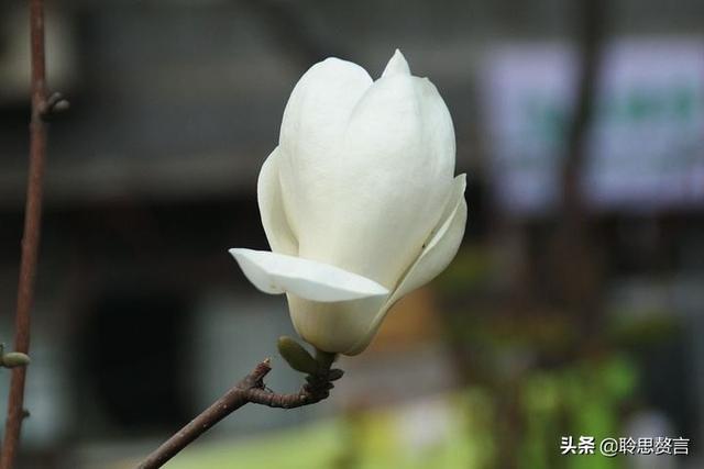 玉兰花诗词精选一十七首 微风吹送玉兰香，兴味由来静处长