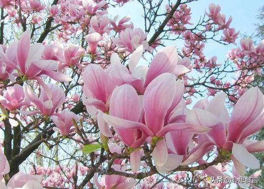 玉兰花诗词精选一十七首 微风吹送玉兰香，兴味由来静处长