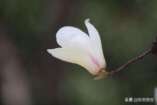 玉兰花诗词精选一十七首 微风吹送玉兰香，兴味由来静处长