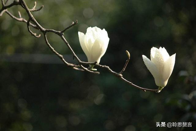 玉兰花诗词精选一十七首 微风吹送玉兰香，兴味由来静处长