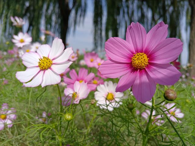 邂逅格桑花