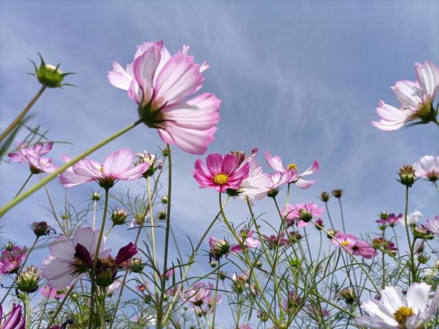 邂逅格桑花