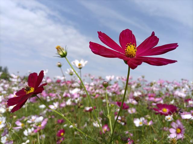 邂逅格桑花