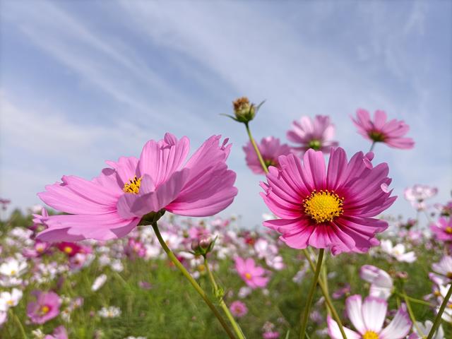 邂逅格桑花