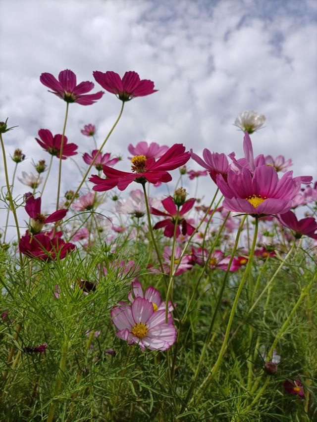 邂逅格桑花