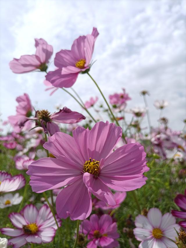 邂逅格桑花