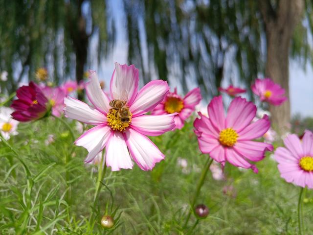 邂逅格桑花