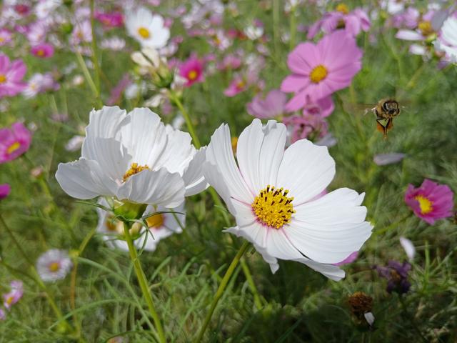 邂逅格桑花