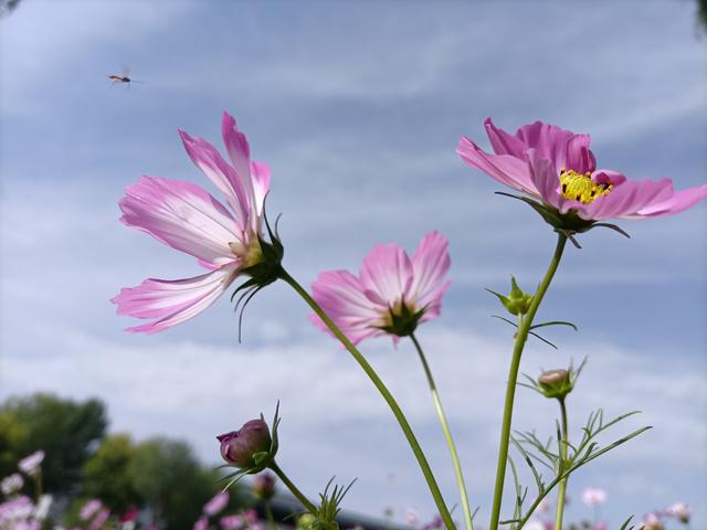 邂逅格桑花