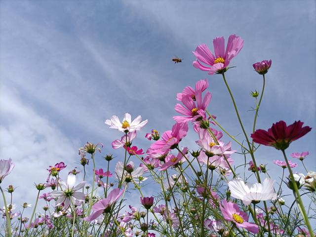 邂逅格桑花