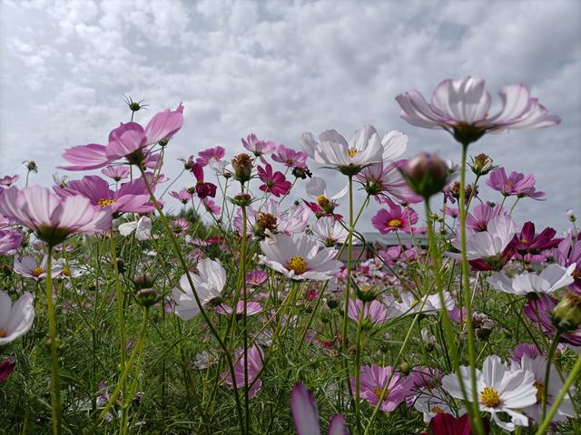 邂逅格桑花