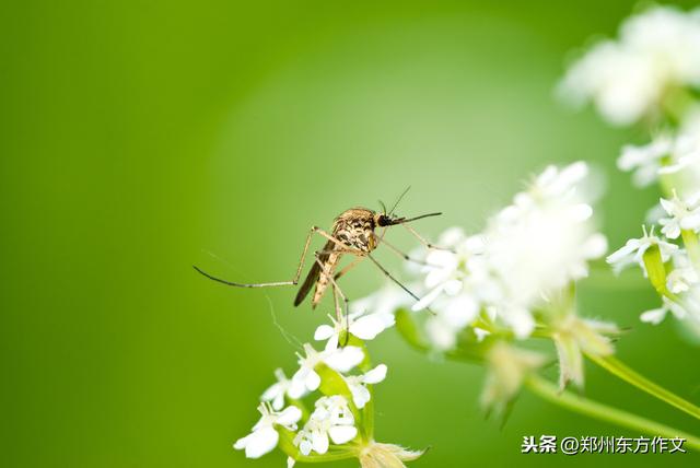 关于春天的好词好句，赶快让孩子摘抄一下，写春景作文正当时