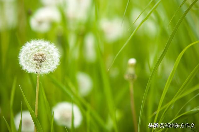 关于春天的好词好句，赶快让孩子摘抄一下，写春景作文正当时