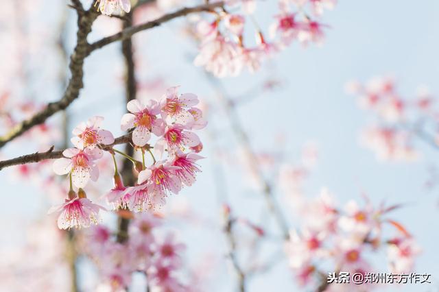 关于春天的好词好句，赶快让孩子摘抄一下，写春景作文正当时