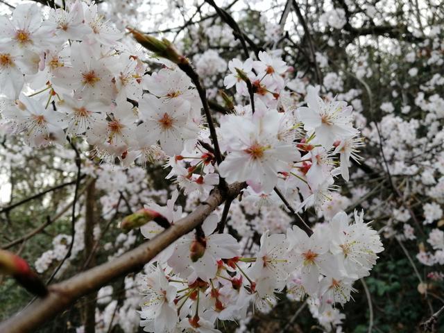 樱花生命短暂，却很美丽