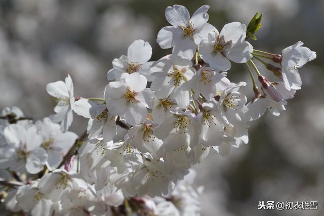 古典梨花丽句：记得沿街一树粉梨花，记得花阴微露几扇绿窗纱