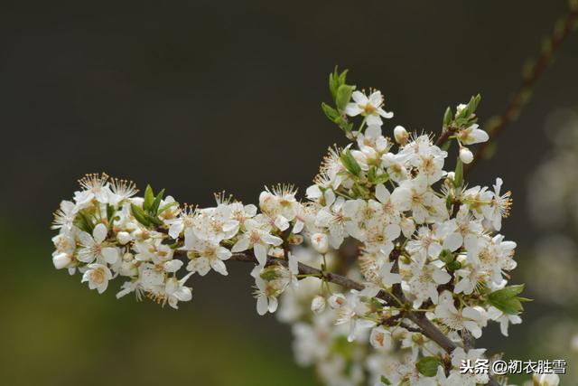 古典梨花丽句：记得沿街一树粉梨花，记得花阴微露几扇绿窗纱