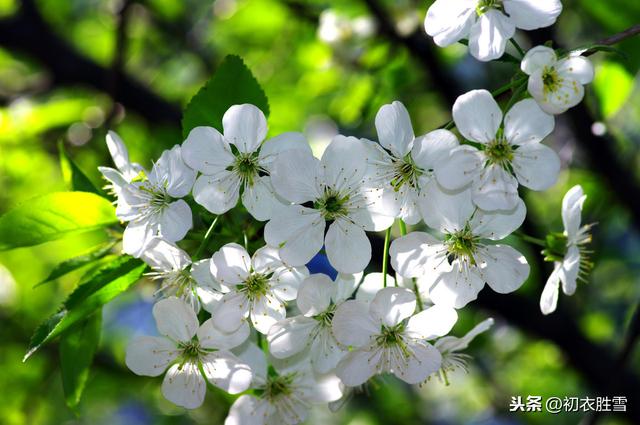 古典梨花丽句：记得沿街一树粉梨花，记得花阴微露几扇绿窗纱