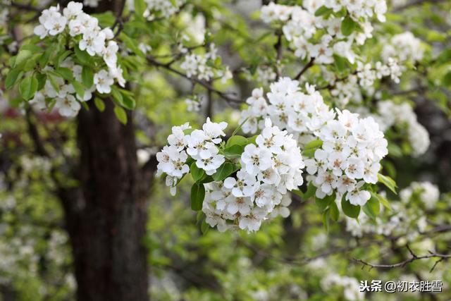 古典梨花丽句：记得沿街一树粉梨花，记得花阴微露几扇绿窗纱