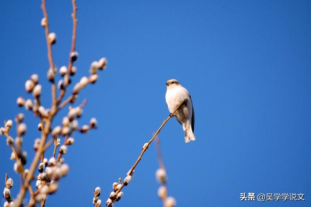 20句最美春景诗词，愿世间美好与你环环相扣