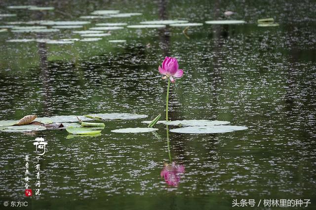 朱自清文章中优美的写景片段