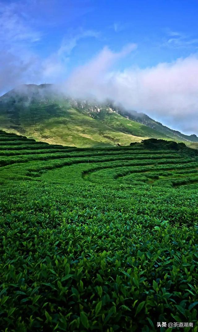 以茶之名道吉祥！这些吉祥的茶名，你知道几个？