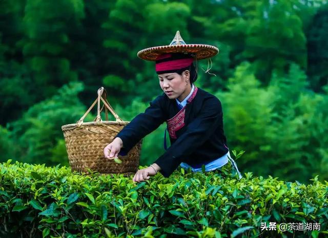 以茶之名道吉祥！这些吉祥的茶名，你知道几个？