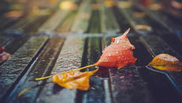 10首最美秋雨诗词，清秋有梦，雨落成诗，哪一首是你的心情？