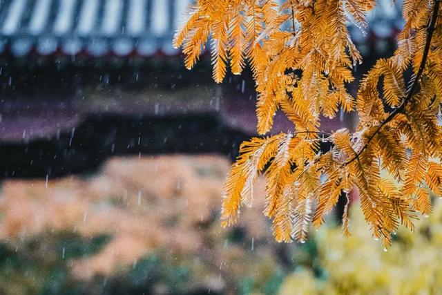 10首最美秋雨诗词，清秋有梦，雨落成诗，哪一首是你的心情？