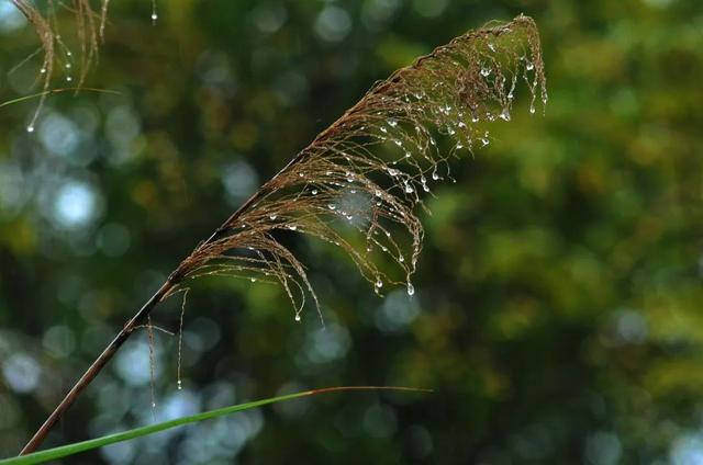 10首最美秋雨诗词，清秋有梦，雨落成诗，哪一首是你的心情？