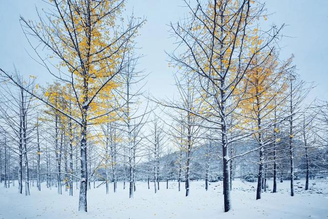 最美的10首冬至诗词，新雪玲珑，梅花欲开，醉美了整个冬天