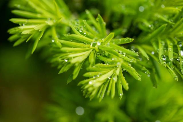 20首微雨诗词，雨落长空，打湿了谁的思念