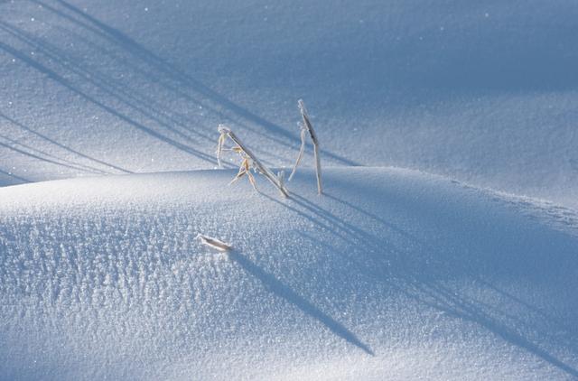 16首经典咏雪诗词，冬如画，雪如诗，赏尽冬雪之雪