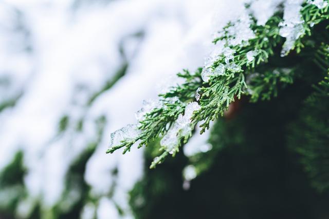 16首经典咏雪诗词，冬如画，雪如诗，赏尽冬雪之雪