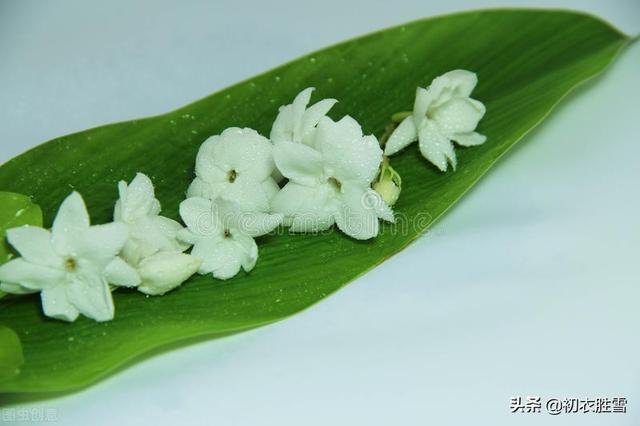 夏花茉莉美诗八首赏读：著人茉莉花如雪，茉莉心香细雨天