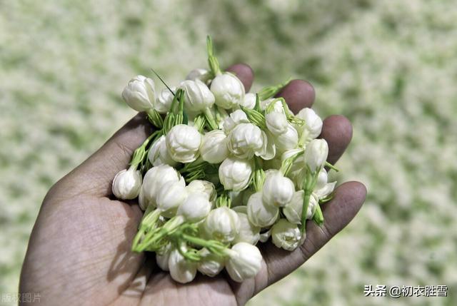 夏花茉莉美诗八首赏读：著人茉莉花如雪，茉莉心香细雨天