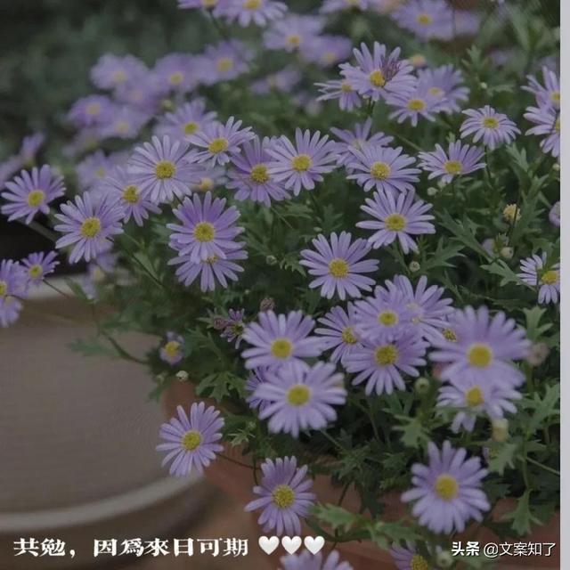 文案｜那些花式夸人的彩虹屁文案