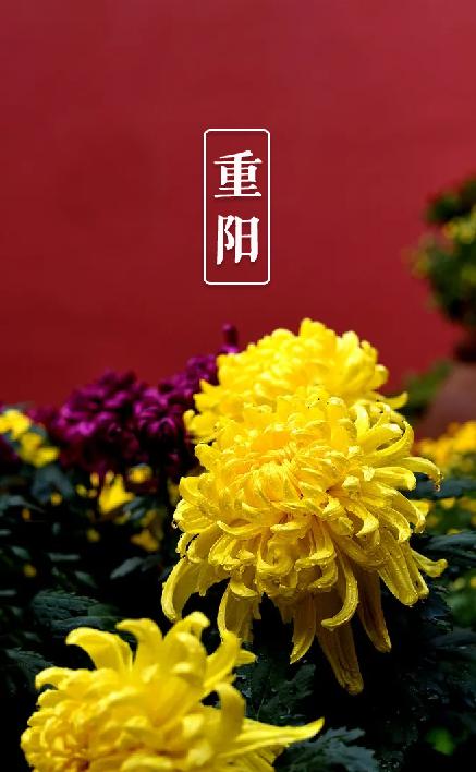 又是一年重阳节，十三首重阳节的诗词，今年重阳，我们在诗意度过