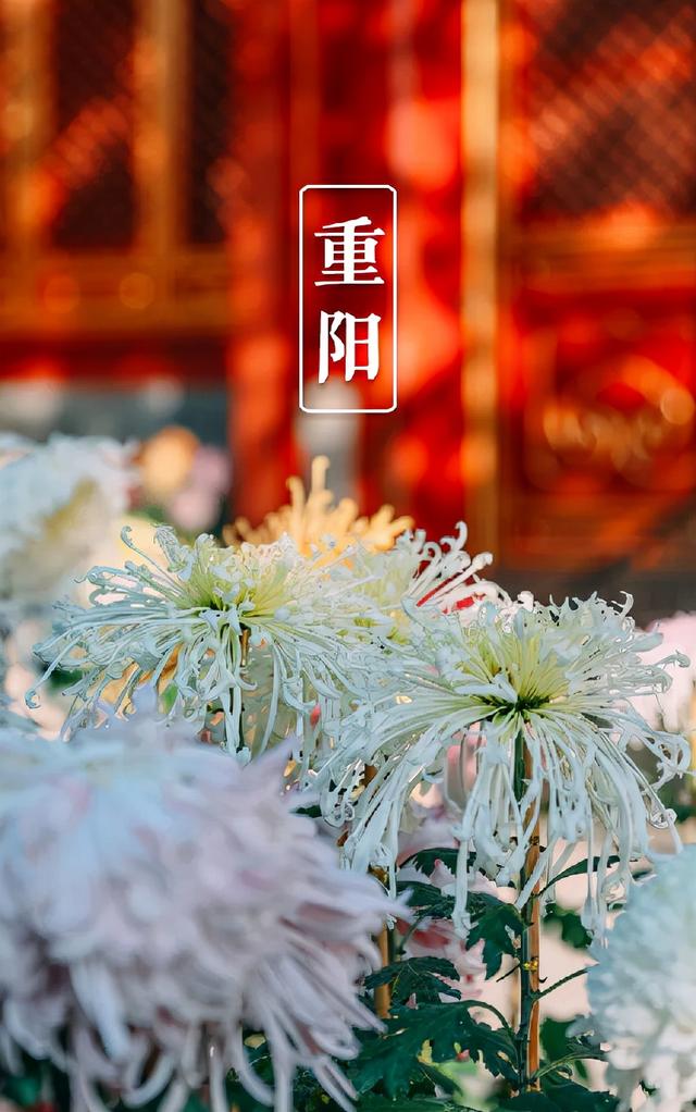 又是一年重阳节，十三首重阳节的诗词，今年重阳，我们在诗意度过