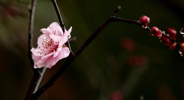 「诗词鉴赏」冬深一一开，十首梅花诗词，欣赏诗中的花中之魁