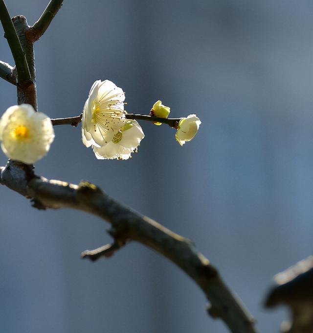 「诗词鉴赏」冬深一一开，十首梅花诗词，欣赏诗中的花中之魁