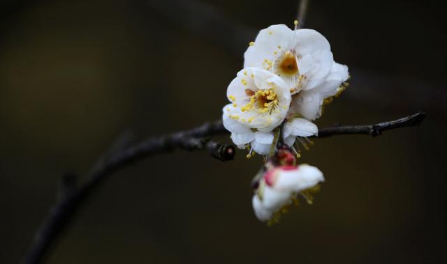 「诗词鉴赏」冬深一一开，十首梅花诗词，欣赏诗中的花中之魁