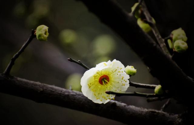 「诗词鉴赏」冬深一一开，十首梅花诗词，欣赏诗中的花中之魁